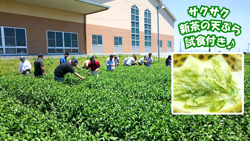 <Web割対象商品>【キングツアーバス旅】牧之原お茶摘み体験&小泉八雲朗演会 9種海鮮宝船・ふぐと金目鯛の紅白しゃぶしゃぶ〔明大前・新宿発〕1